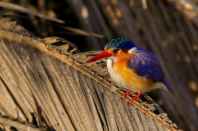 092 Okavango Delta, kleine gekuifde ijsvogel.jpg